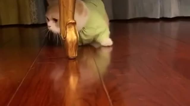 Pets Video Very Funny