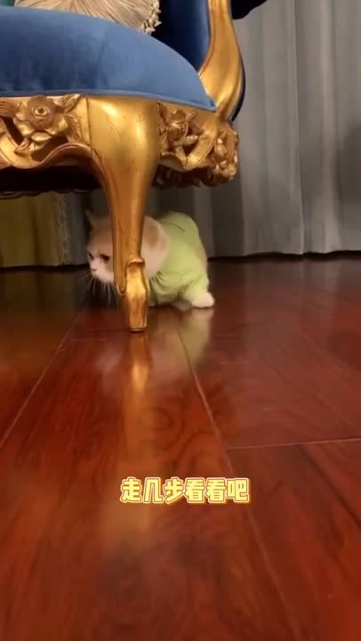 Pets Video Very Funny