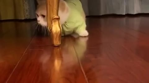 Pets Video Very Funny