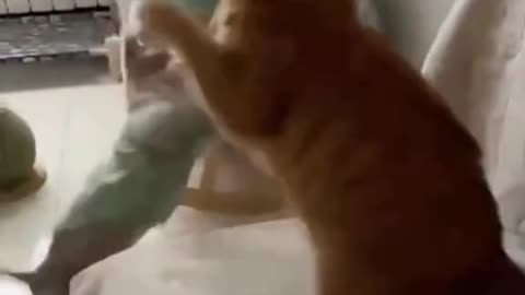 PETS FIGHTING.
