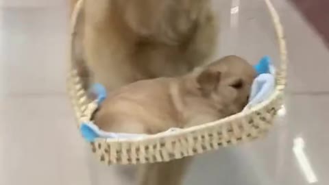 My dog ​​takes the puppy to the supermarket.