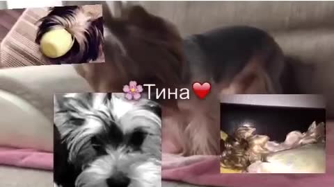 Cute and lovely Yorkies