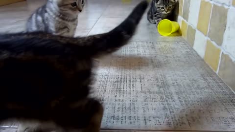 Cute Scottish Fold Kittens Playing Bowling