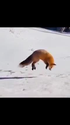 fox hunting in the freezing winter