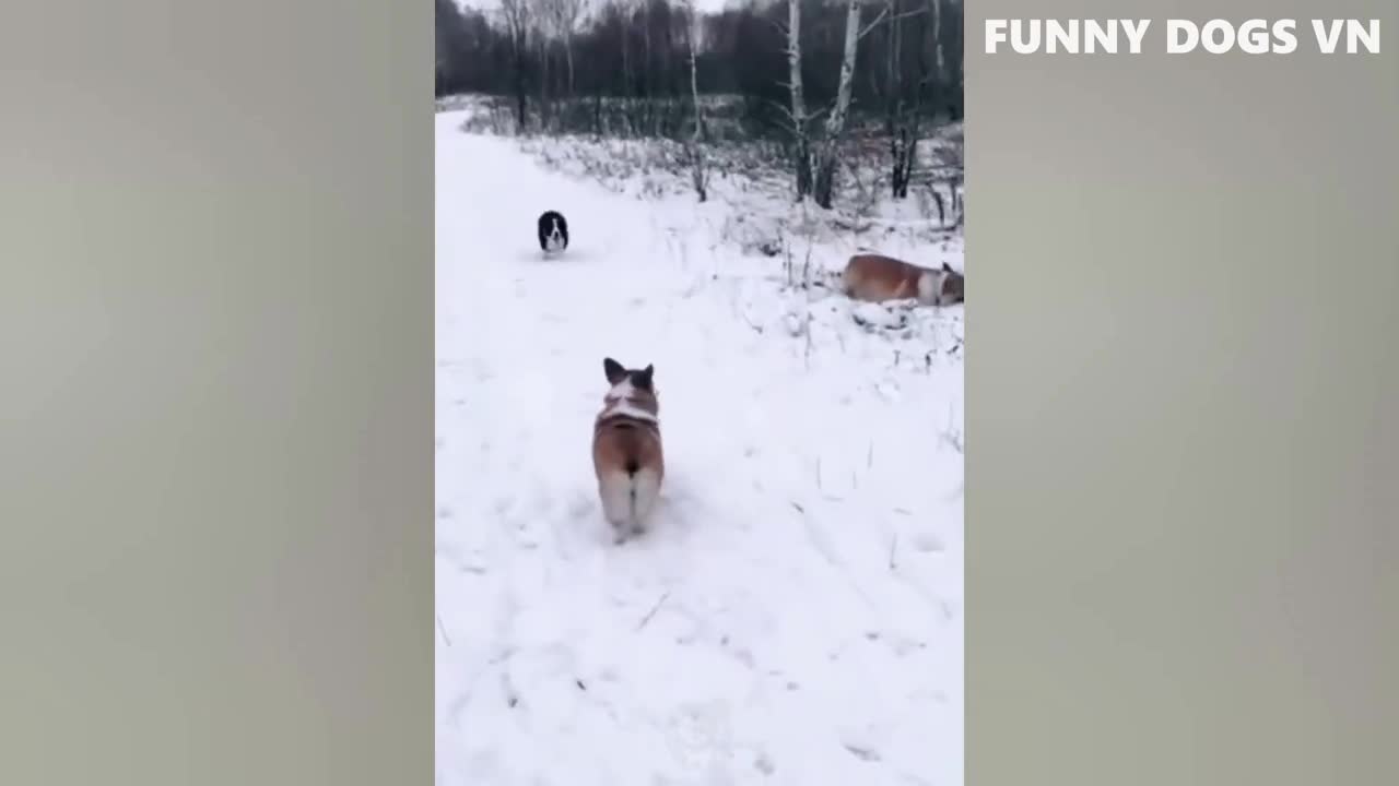 Funniest Ever Animals Video 2020