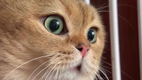 Funny cat 🙀 😂