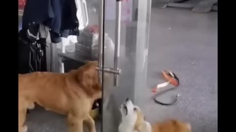 Funny Animal Videos 2023 😂 - Funniest Cats And Dogs Video BENI