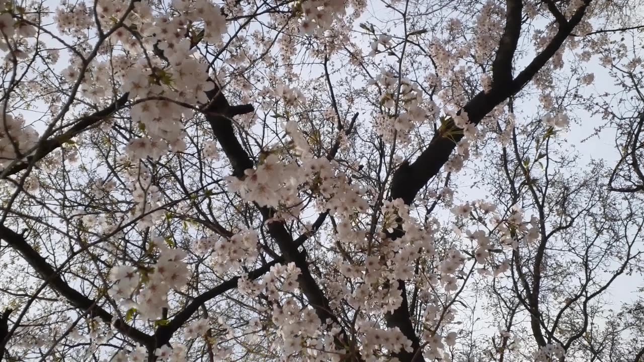 Cherry blossoms