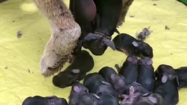 🥳Dog give birth