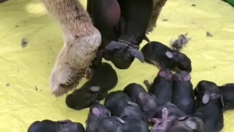 🥳Dog give birth