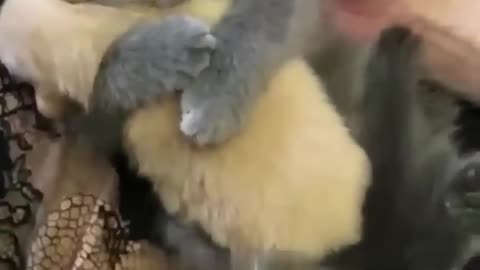 One in a Million Love: Cute Kitten Hugs Puppy 😻💖🐶