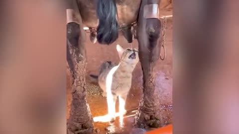 Funny Cats invited to the Dog Party