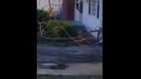 cat ringing doorbell knocking on door
