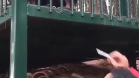 Monkey the Smoking Buddy for this Man