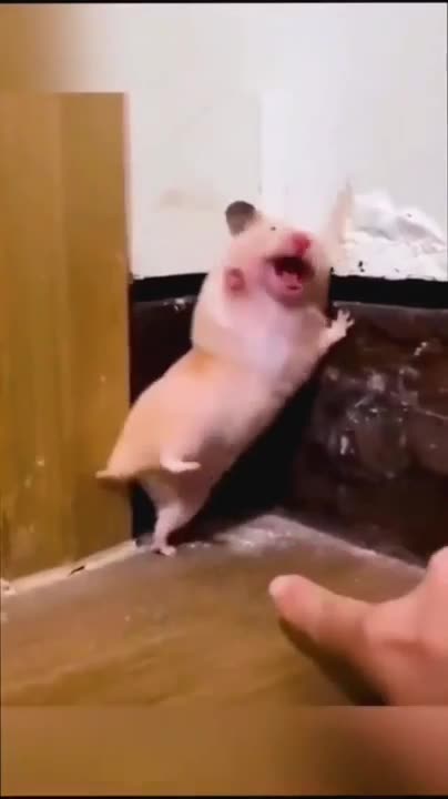 Funny animals compilation