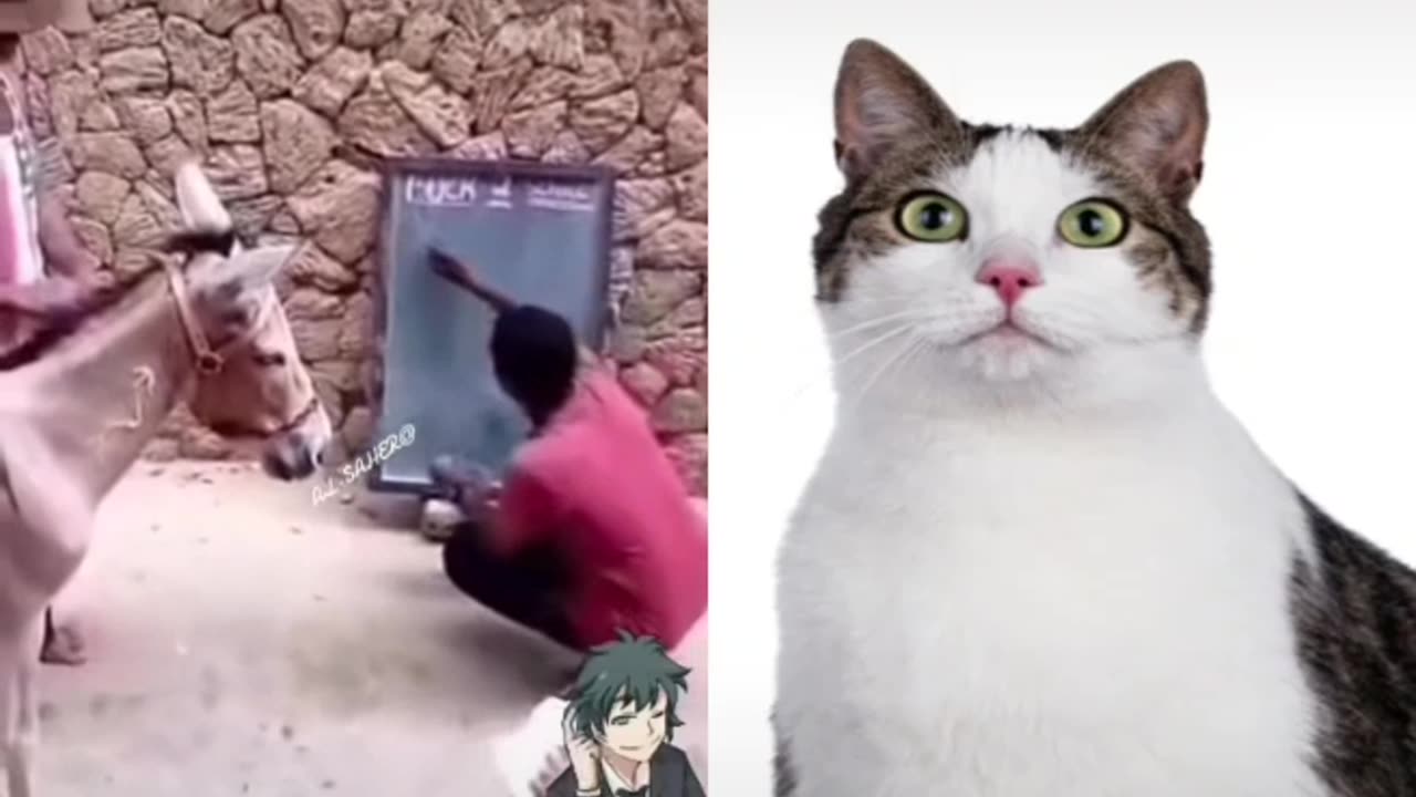 Funny video 🤣