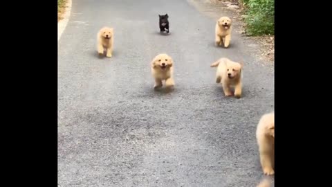 A group of cute puppies running forward 🥰
