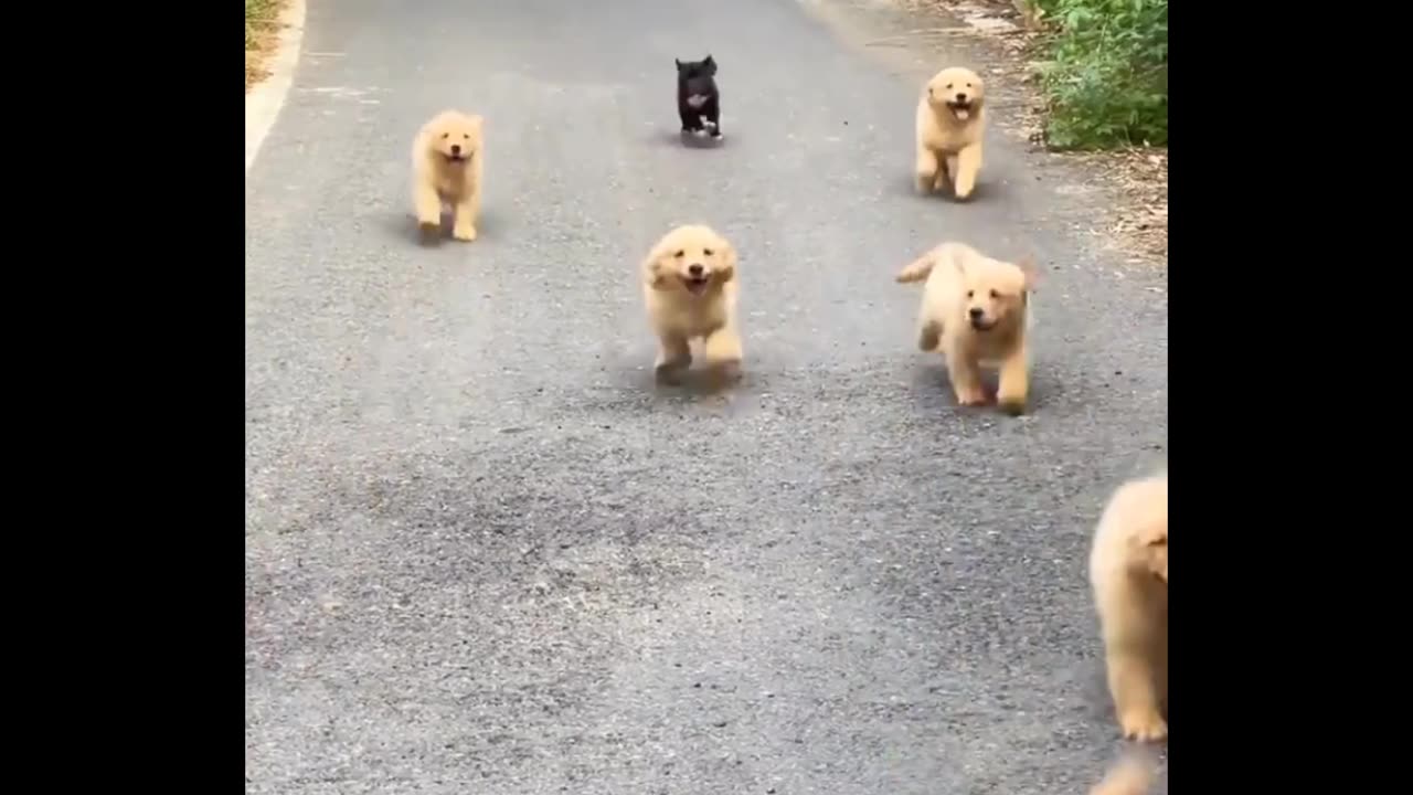 A group of cute puppies running forward 🥰