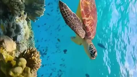 The animals on earth
