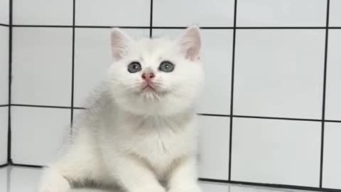 funny cat