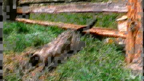 STRUGGLE FOR SURVIVAR - Two dogs and cat,1.part