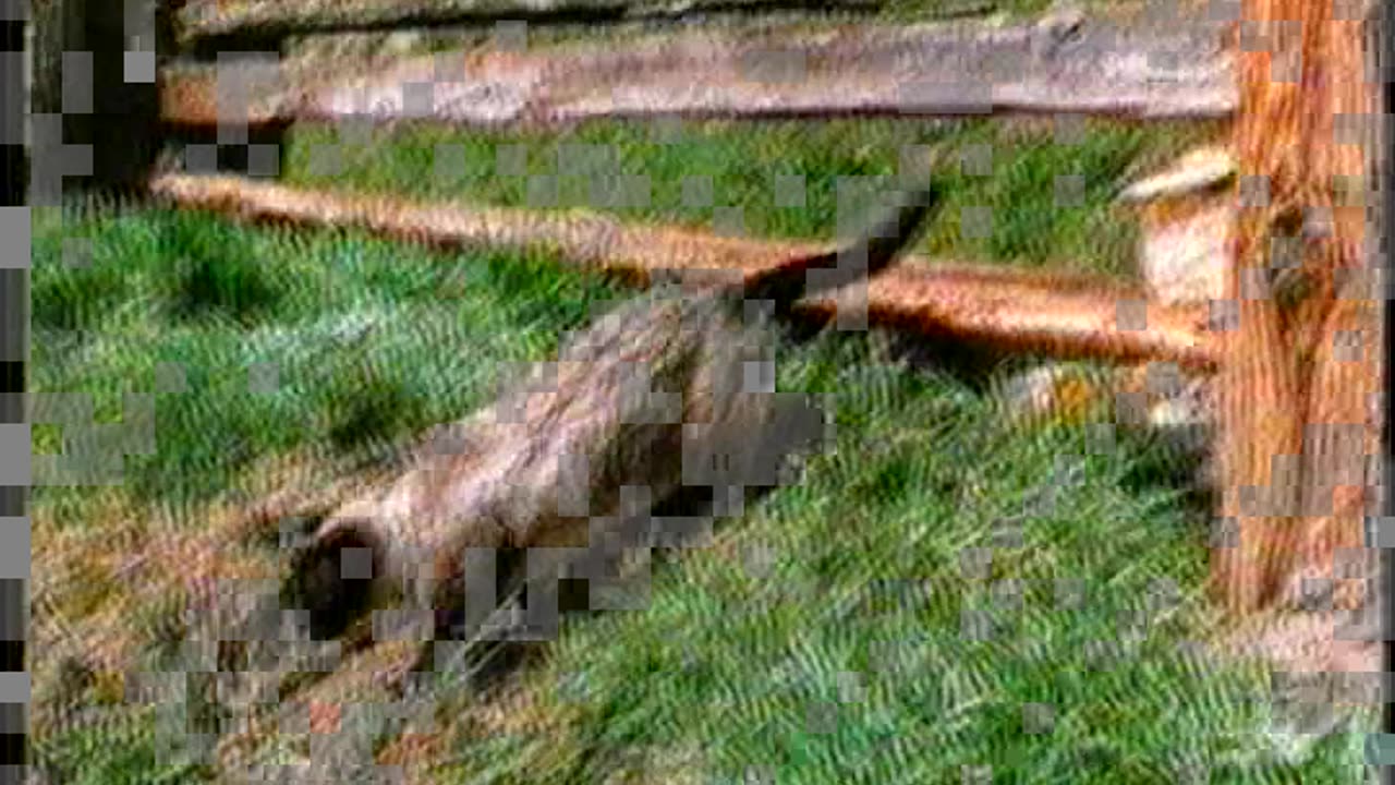STRUGGLE FOR SURVIVAR - Two dogs and cat,1.part