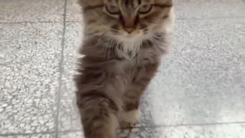 Funny video