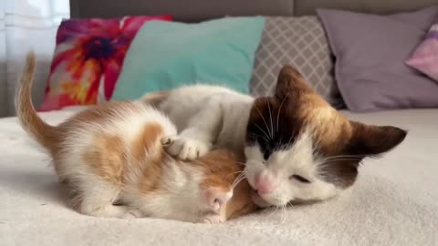 Cats Fight See And Enjoy