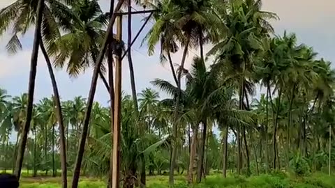 Village