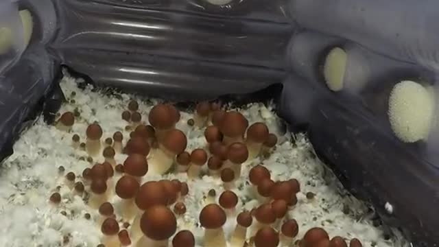 Whole process of growth