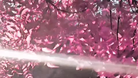 Best love song status aesthetic video ❤️