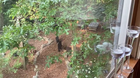 Cooked Bacon Attracts Mama Bear and Cubs