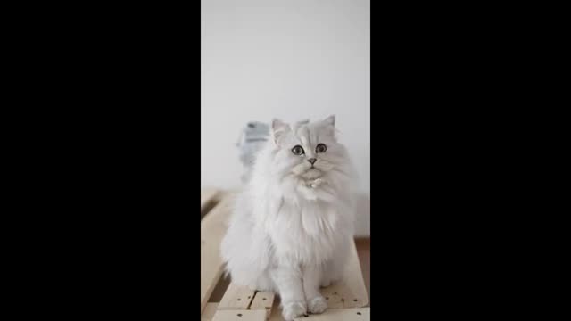 Cat cute