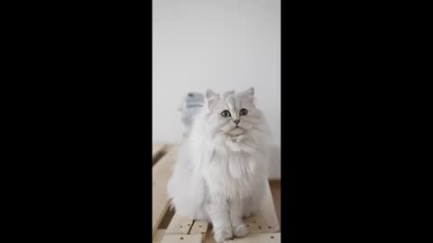 Cat cute