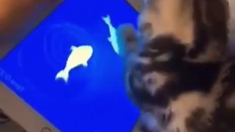 Funny cat #trending #funnycat #funnyvideo