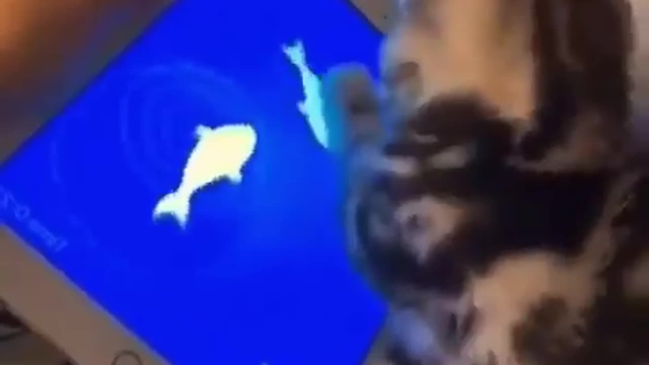 Funny cat #trending #funnycat #funnyvideo