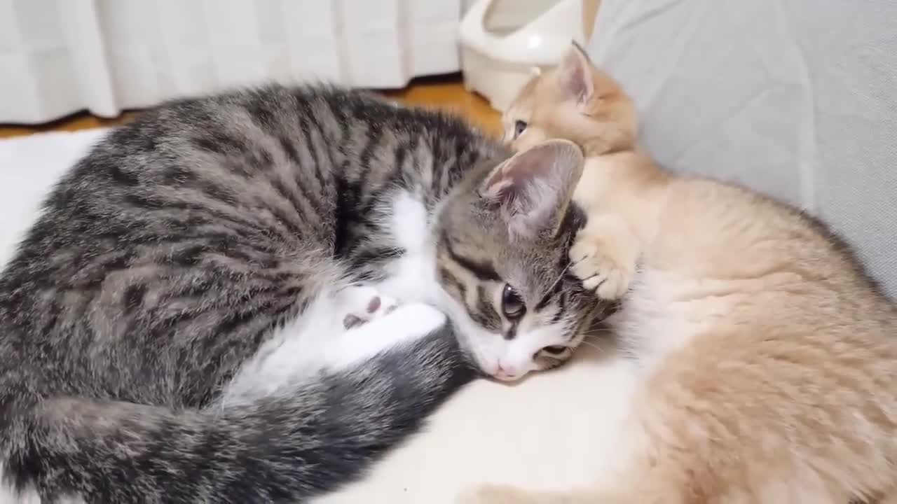 Parent cats also had such a time