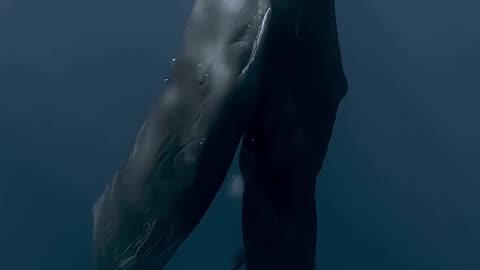 Sperm whales
