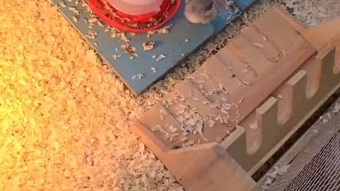 The Chipper Chicks Are One Week Old!