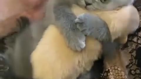 Funny video cats with small dog baby