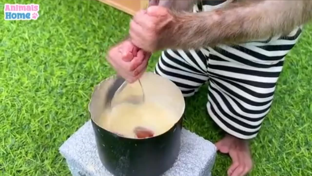 Cut monkey make food and eat monkey have his own house