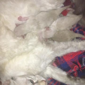 very beautiful breastfeeding puppies