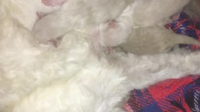 very beautiful breastfeeding puppies