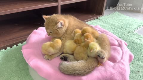Cat is a qualified mother of a chick, the daily life of the chick and the kitten