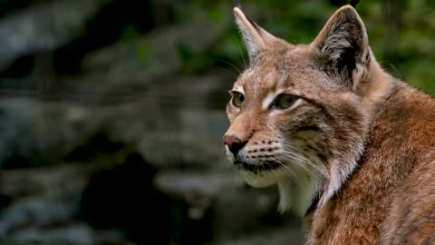 See this forest cat looks like a tiger