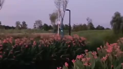 beautiful grass, beautiful trees