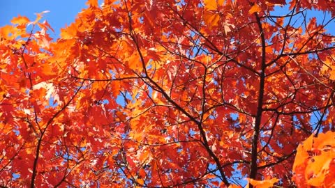 Enchanting Autumn Forests with Beautiful Piano Music