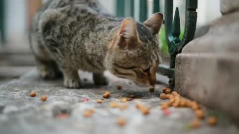 The cat eating nut...