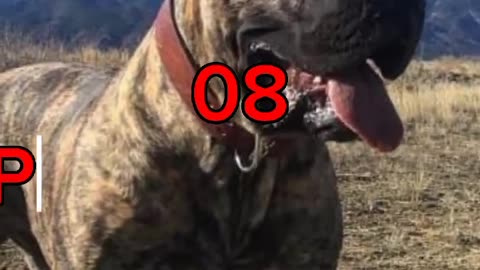 Top 10 Most Dangerous Dogs in the World