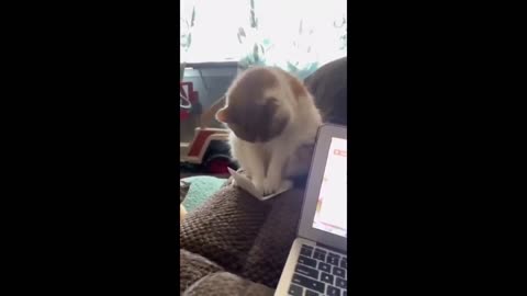 😺🐶Funniest Cats and Dogs Videos 😺🐶 Hilarious Animal 😺🐶